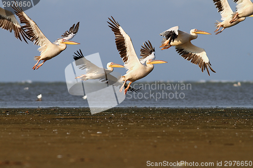 Image of flock of great pelicans ( Pelecanus onocrotalus ) in flight over sea