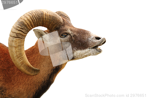 Image of mouflon portrait on white