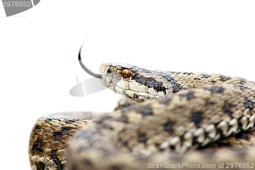 Image of isolated venomous viper