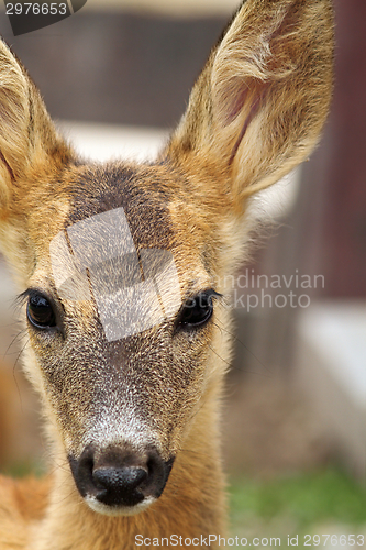 Image of portrait of a young roe deer