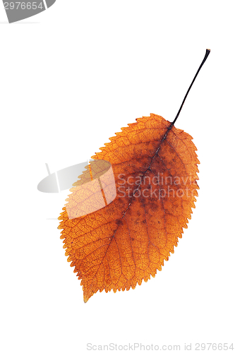 Image of colorful cherry leaf autumn symbol