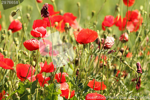 Image of wild red poppies in the field