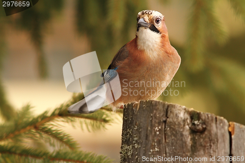 Image of eurasian jay looking towards camera