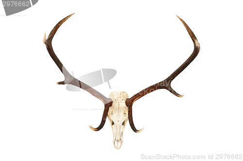 Image of big red deer hunting trophy