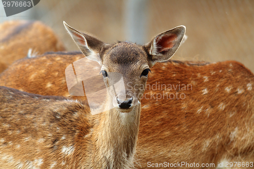 Image of fallow deer calf curious face