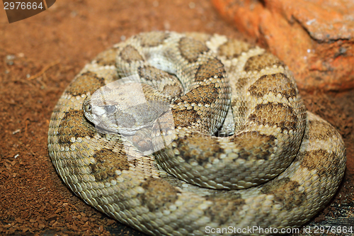 Image of captive crotalus viridis 