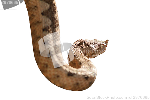 Image of horned viper isolated over white