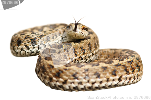 Image of isolated venomous snake ready to attack