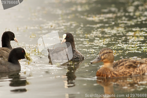 Image of black coots on the water