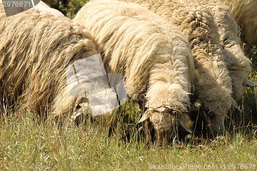 Image of flock of sheep grazing on meadow