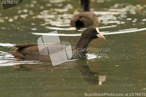 Image of common coot swimming on pond