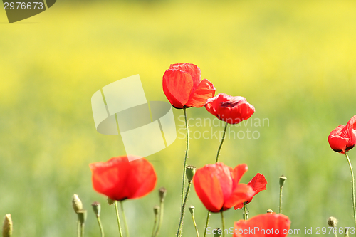 Image of some poppies on green background