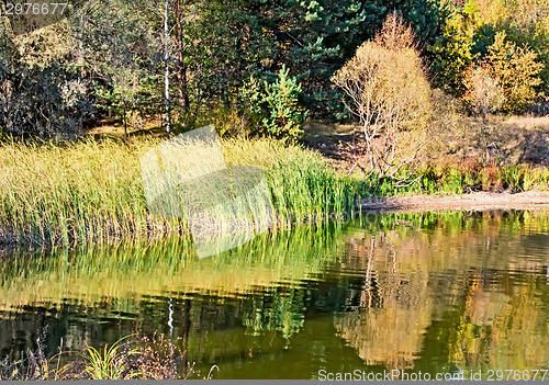 Image of The autumn wood on the bank of the big beautiful lake