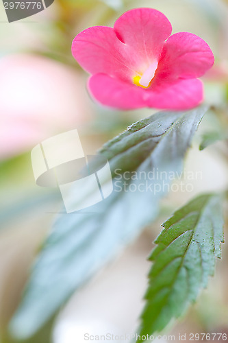 Image of achimenes flower