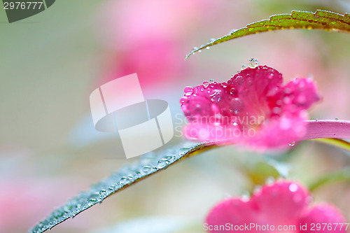 Image of achimenes flowers