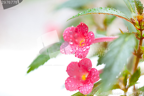 Image of achimenes flowers