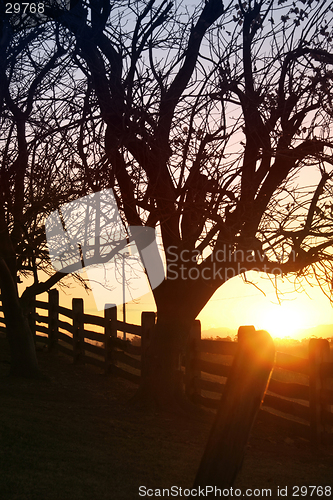 Image of Sunlit Silhouette