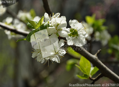 Image of Apple blossom