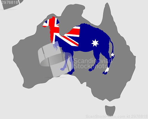 Image of Australian camel