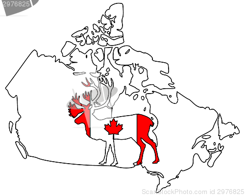 Image of Canadian Caribou