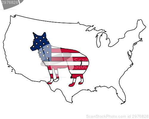 Image of Coyote USA