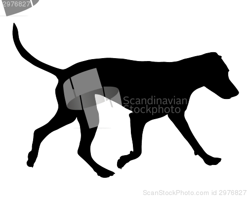 Image of Dog training