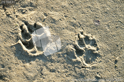 Image of Paw  in sand
