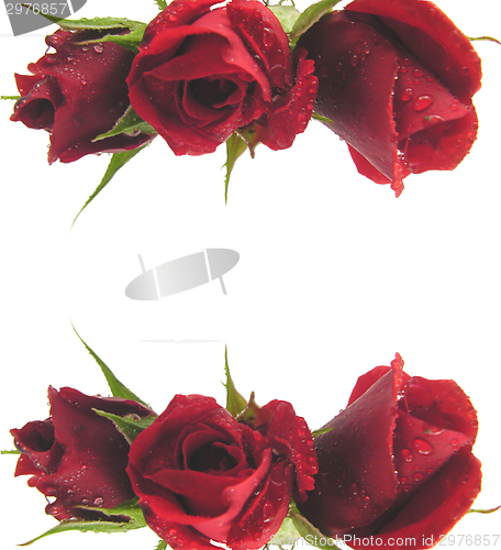 Image of Red roses on the top and bottom edge of a white background 