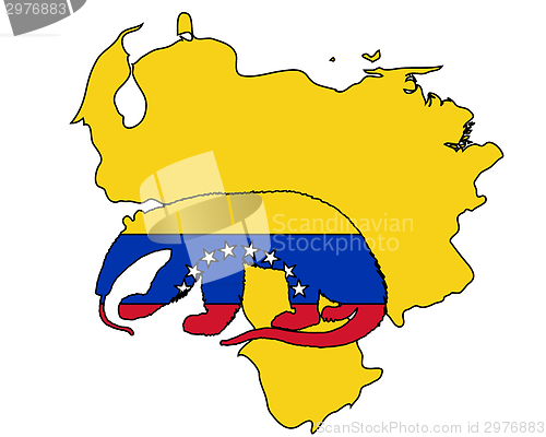Image of Anteater  Venezuela 