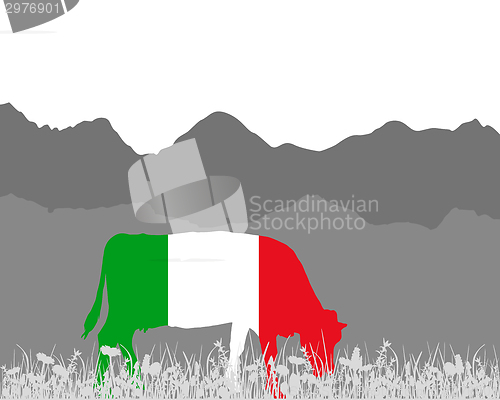 Image of Cow alp and italian flag