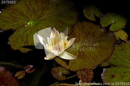 Image of Lotus blossom afternoon