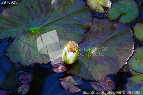 Image of Lotus blossom morning