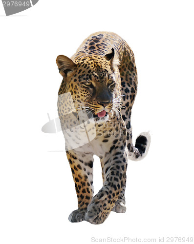 Image of Leopard