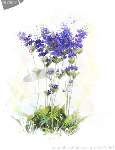 Image of Watercolor Image Of  Lavender Flowers