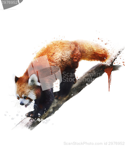 Image of Watercolor Image Of  Red Panda