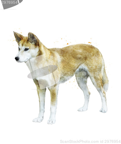Image of Watercolor Image Of  Australian Dingo