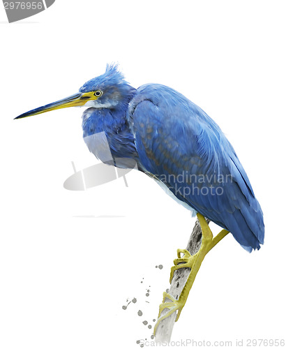 Image of Little Blue Heron