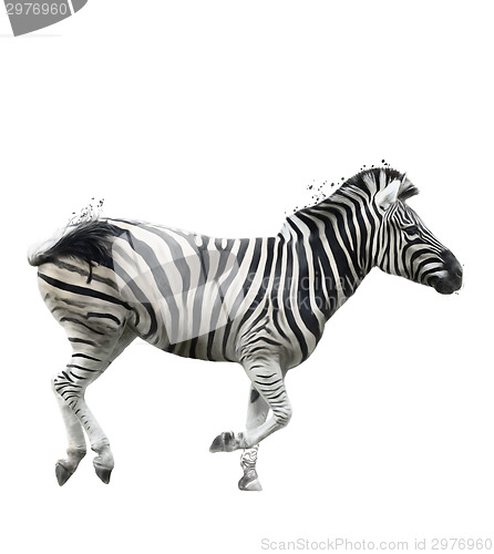 Image of Watercolor Image Of  Zebra