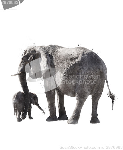 Image of Watercolor Image Of  Elephants