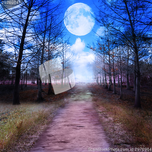 Image of Full Moon And Woods