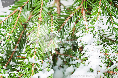 Image of White artificial  snow Christmas tree