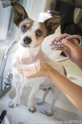 Image of Cute Jack Russell Terrier Getting a Bath in the Sink