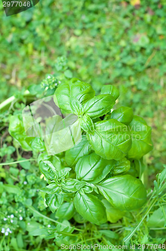 Image of Basil leaves over green background