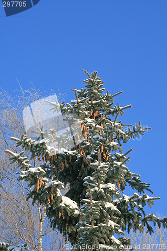 Image of Spruce tree