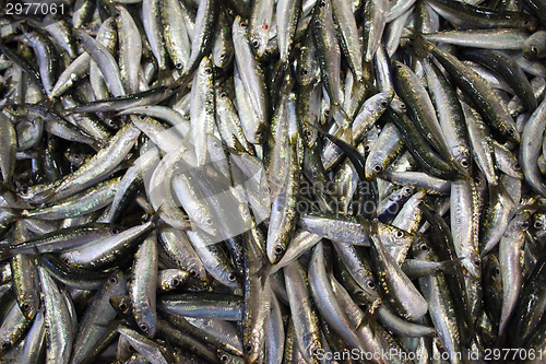 Image of Sardines