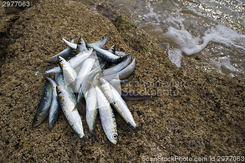 Image of Sardines