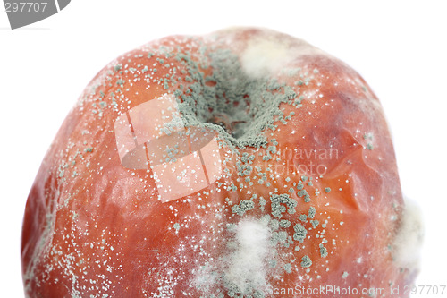 Image of Fungi on the apple