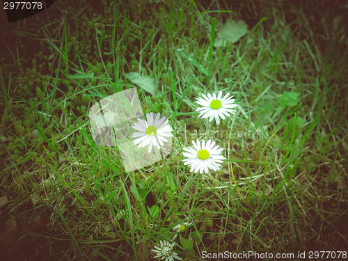 Image of Retro look Daisy flower