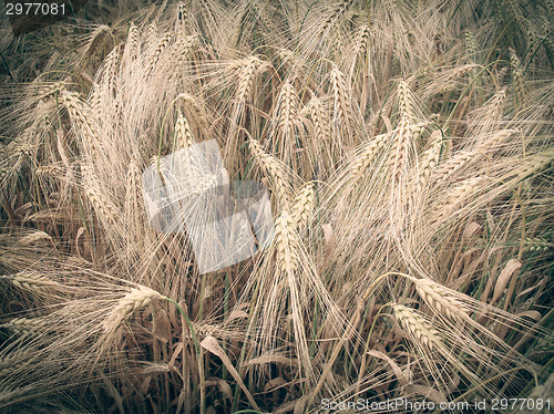 Image of Retro look Barleycorn field