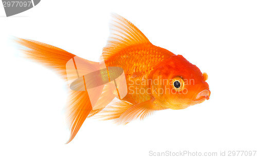 Image of Goldfish